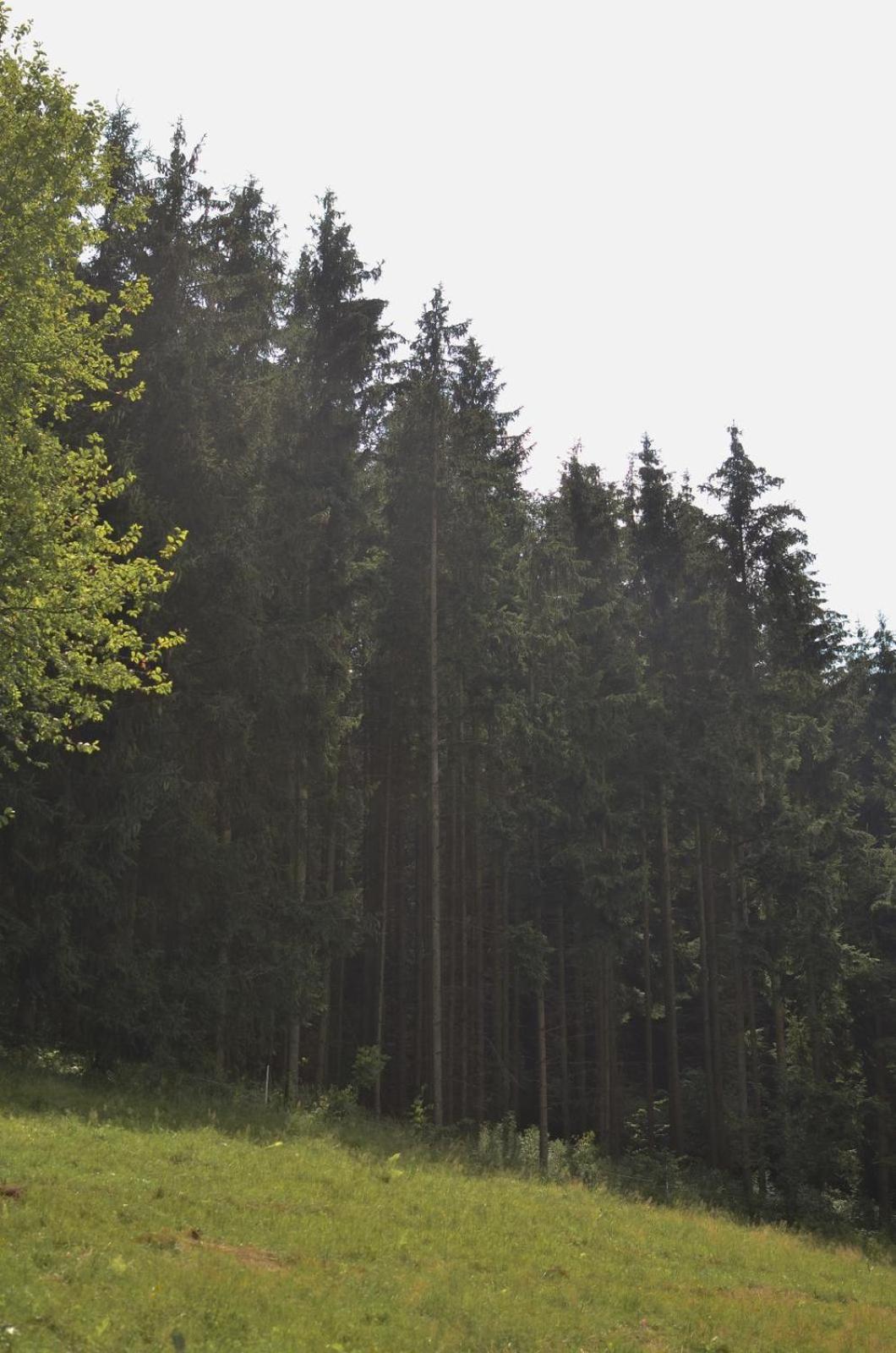 Treehouse Velké Losiny Eksteriør bilde